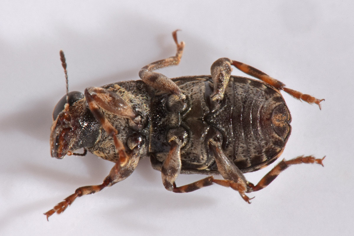 Anthribidae: Ulorhinus bilineatus